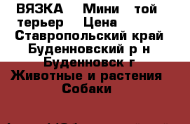 ВЯЗКА.   Мини   той - терьер. › Цена ­ 2 500 - Ставропольский край, Буденновский р-н, Буденновск г. Животные и растения » Собаки   